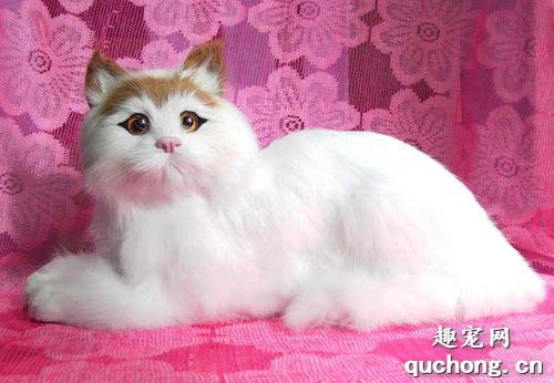 猫咪乳腺癌的症状与预防治疗