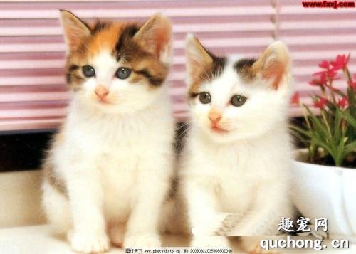 猫咪乳腺癌的症状与预防治疗