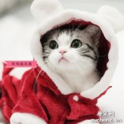 <b>猫绝育后能发腮吗？ 猫绝育真的有利于发腮吗？</b>