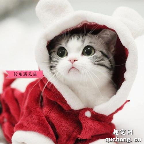 猫绝育后能发腮吗? 猫绝育真的有利于发腮吗?