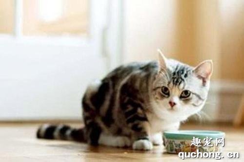 猫绝育后能发腮吗? 猫绝育真的有利于发腮吗?