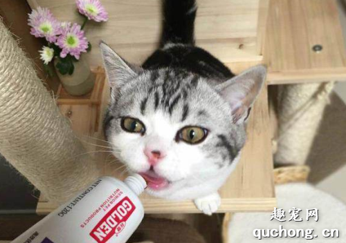 猫绝育后能发腮吗? 猫绝育真的有利于发腮吗?