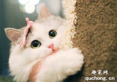 <b>猫的眼睛有什么颜色的 猫的眼睛颜色不一样</b>