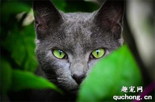 猫的眼睛有什么颜色的 猫的眼睛颜色不一样