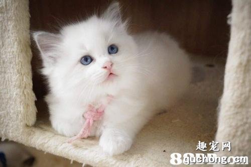 猫咪疝气症状 猫疝气是什么?