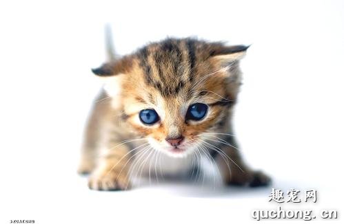 猫鼻头干燥原因和解决办法