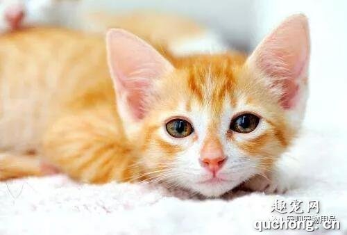 猫藓怎么治疗 猫藓治疗必须知道的重点知识!