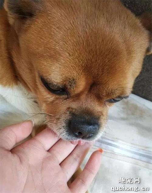 <b>谁说中华田园犬不能当宠物的？看看我的大黄！</b>