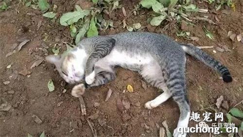 <b>男子去世后，猫咪每日到坟前撒泼打滚，像是在撒娇！</b>