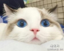 <b>猫咪能吃芥末吗?</b>