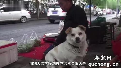 <b>狗狗帮主人照顾菜摊，看家、看车，一人一犬相依为命…</b>