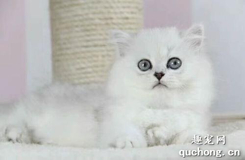 金吉拉猫是什么品种?