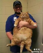 <b>主人坚称橘猫虚胖，剃完毛浮现出六块腹肌，主人久久不能缓过来</b>