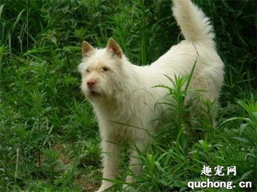 【盘点中国犬种】本土犬并不逊色，不止两种！