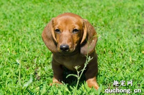 纯种达克斯犬图片|达克斯犬标准