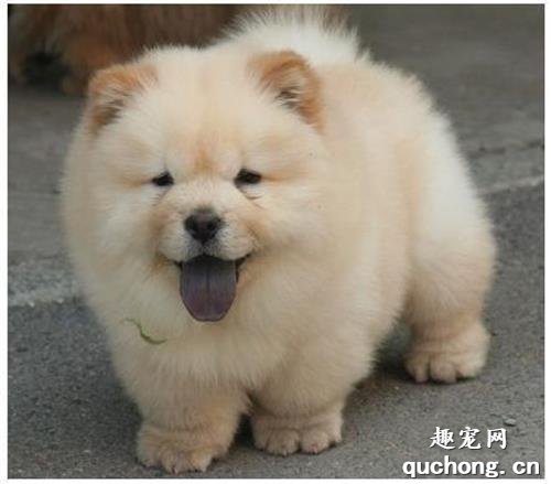 松狮犬怎么养-松狮饲养指南