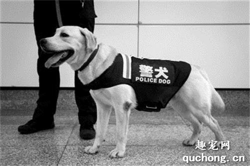 国内警犬常见的六大品种