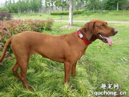 红骨猎浣熊犬饲养方法及体态特征