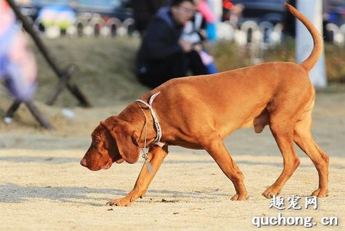 红骨猎浣熊犬饲养方法及体态特征