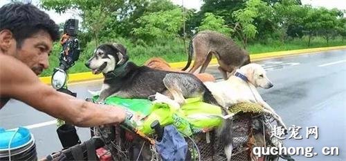 <b>男子走了14000公里路，救助了近500只狗狗</b>