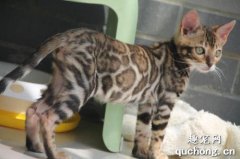 <b>孟加拉豹猫怎么看品相?</b>