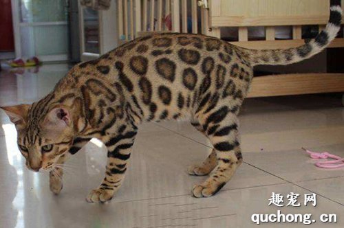 孟加拉豹猫怎么看品相?