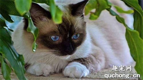 暹罗猫美容有什么技巧?