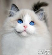 <b>布偶猫吃什么爆毛？</b>