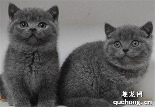 欧洲短毛猫怎么养？