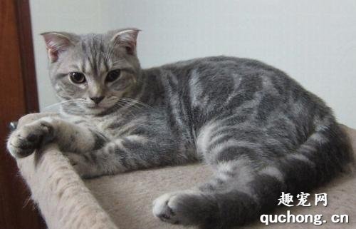 欧洲短毛猫怎么养？