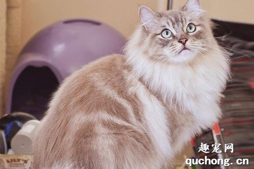 猫咪跳蚤怎么消灭 猫咪跳蚤圈有用吗?