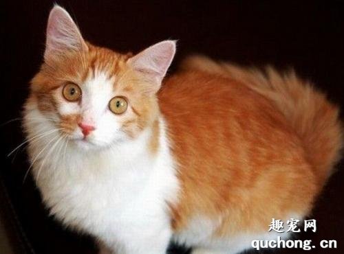 猫咪跳蚤怎么消灭 猫咪跳蚤圈有用吗?