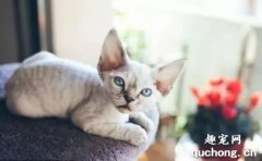 猫咪膀胱炎怎么治疗 多喝水对猫也适用