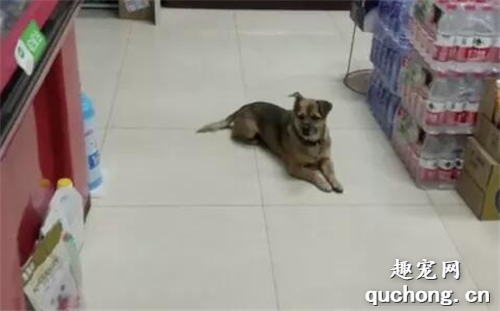 <b>现实版忠犬八公：主人患新冠去世，狗狗医院门口守3个月不走</b>