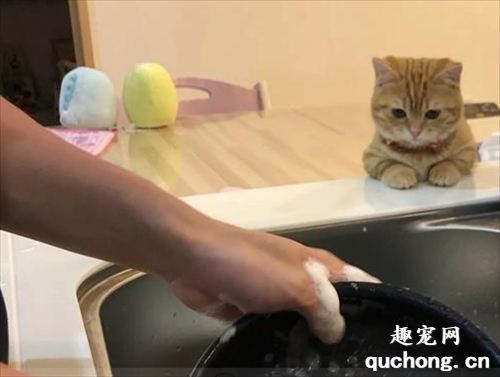 <b>我只是个小猫咪，洗碗不应当！</b>
