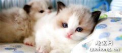 <b>猫咪绝育后不排便怎么办?</b>