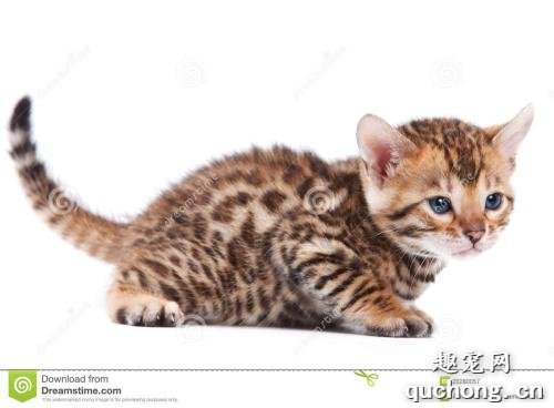 猫咪护食咬人怎么办?