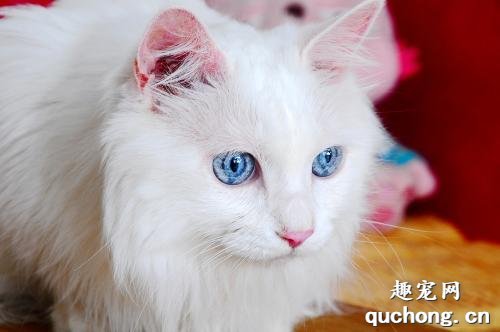 猫青光眼和白内障区别 猫咪眼疾干预措施