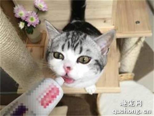 小猫的牙掉了怎么办?