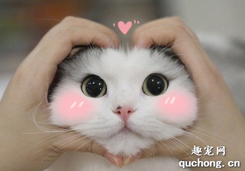 猫猫换牙时要注意什么?