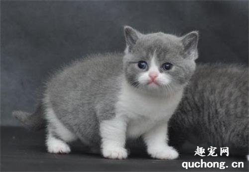 英国短毛猫怎么洗澡?