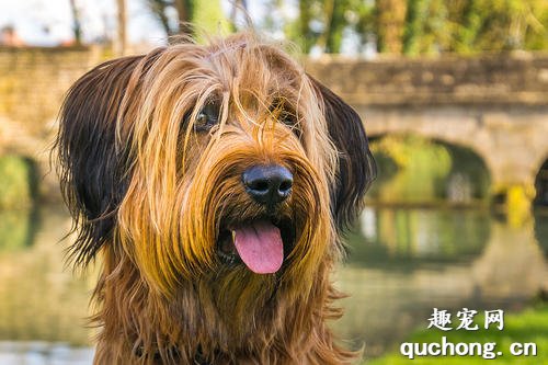 什么是伯瑞犬?伯瑞犬简介