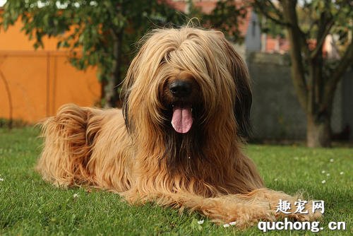 什么是伯瑞犬?伯瑞犬简介