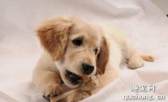 狗狗吃什么零食才健康？