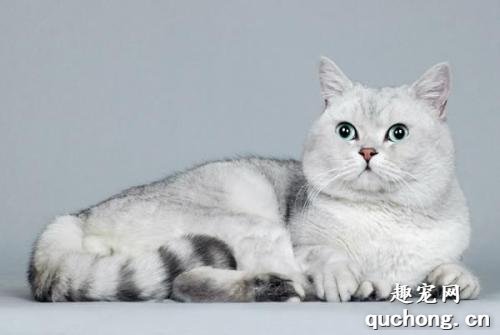 猫咪膀胱炎怎么治疗?