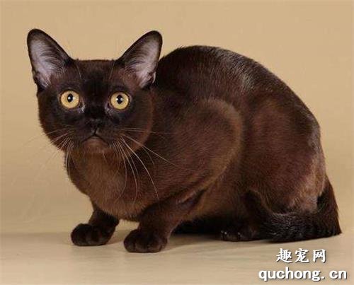 猫鼻支雾化用什么药 治疗猫鼻支日常护理更重要!