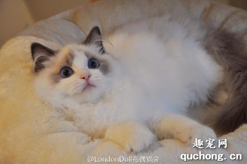 布偶猫如何美容?