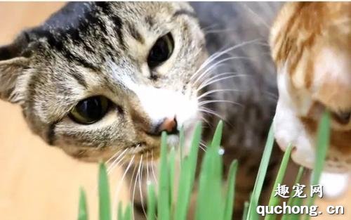 猫草对猫有什么作用?