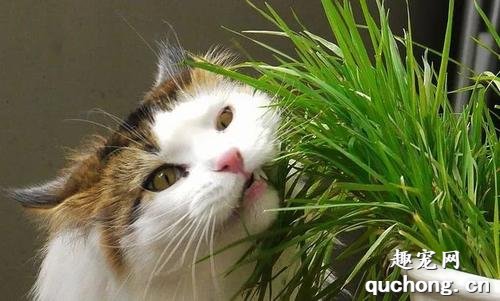 猫草对猫有什么作用?