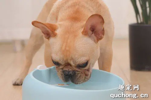 夏季遛狗补水参考指南